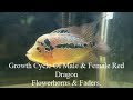 Growth Cycle Of Male & Female Red Dragon Flowerhorn & Fader Cichlid Fish Plus Some Tips.