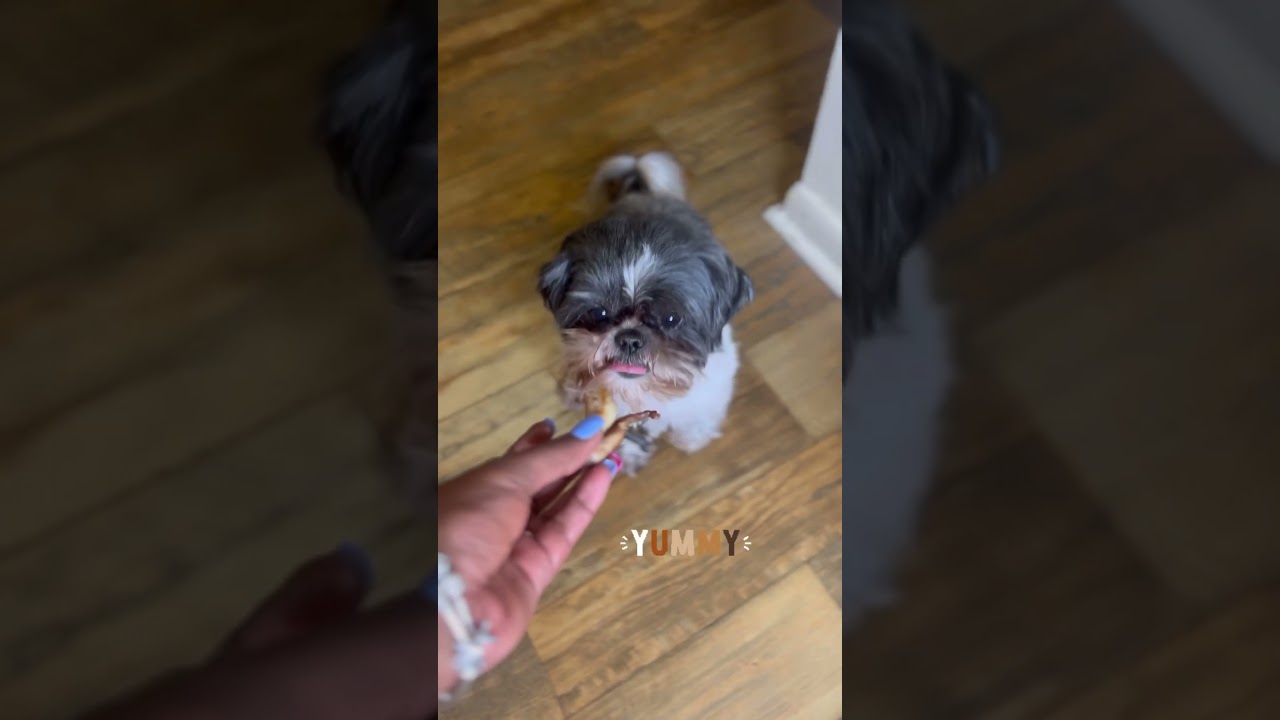 Lamb Chop Dinner for my dog! 