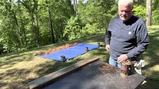 New Loblolly Pine Needles Let’s Dry’m And Try’m
