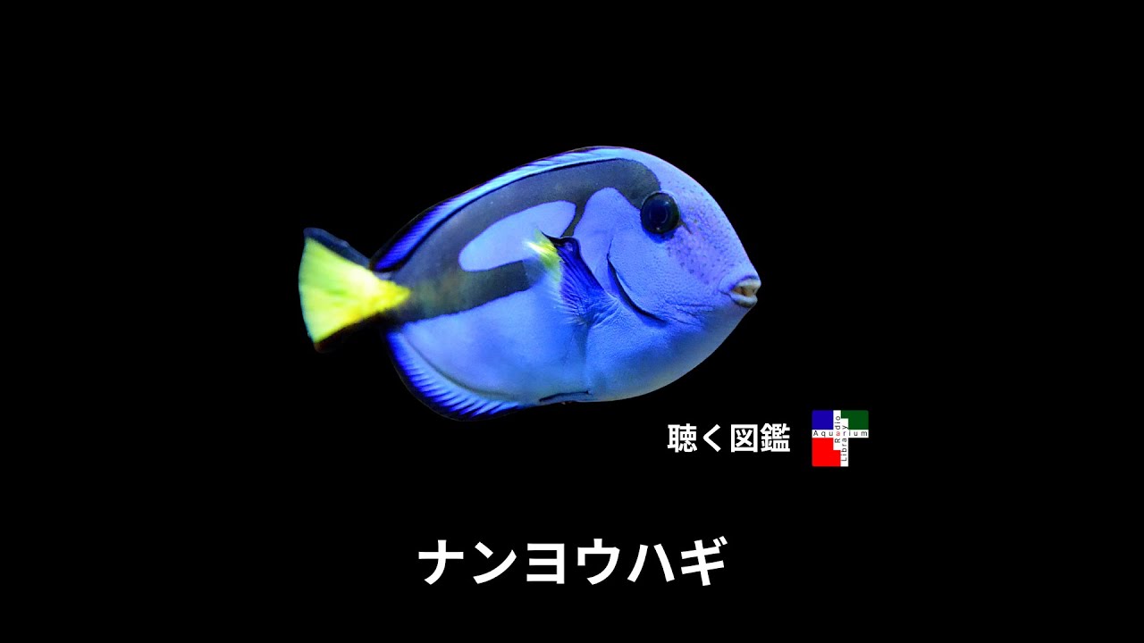 ナンヨウハギ（ドリー）のすべて：美しき青い魚が教えてくれること