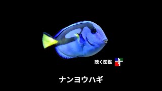 ナンヨウハギ（ドリー）のすべて：美しき青い魚が教えてくれること