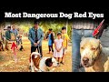 Red eyes  hyderabad dogs park  movie chance  upendragani