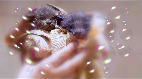 Watch the video about Kitten does not want to bath and meows loudly