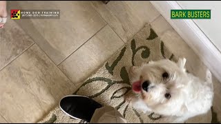 #Westie #westhighlandterrier Dog Training of @FortMyersK9 - Best Dog Trainer by Bark Busters Home Dog Training Fort Myers 291 views 2 years ago 2 minutes, 32 seconds