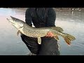 GIANT PIKE THROUGH THE ICE!!! Ice Fishing with a Zen Master