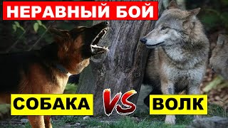 ВОЛК В ДЕЛЕ - ВОЛК ПРОТИВ ПИТБУЛЯ, ВОЛКОДАВА И ДРУГИХ СОБАК - Кто кого?