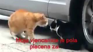 Macke Parodija Smjeh Do Suza