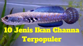 10 Jenis Ikan Channa Terpopuler | versi Ghumaisha Nama