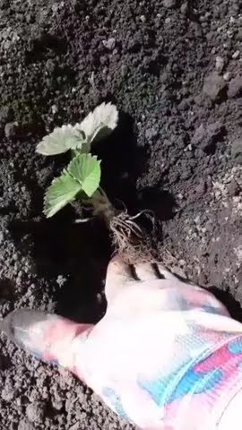 Вкусная ягода Виктория 🍓🍓🍓 - YouTube