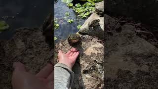 hola ranita quieres un gusanito? #parati #rana #meme #gusano #viral