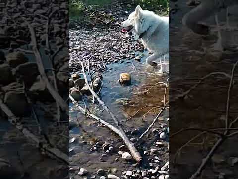 туман на речке