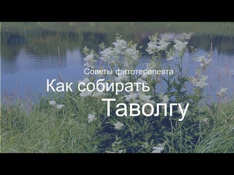 Как собирать таволгу