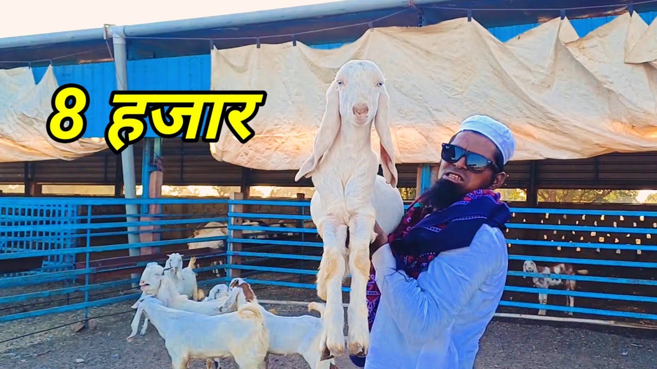 9413877017, अरमान गोट फार्म जैतारण, सस्ते सोजत बकरे  बकरी |