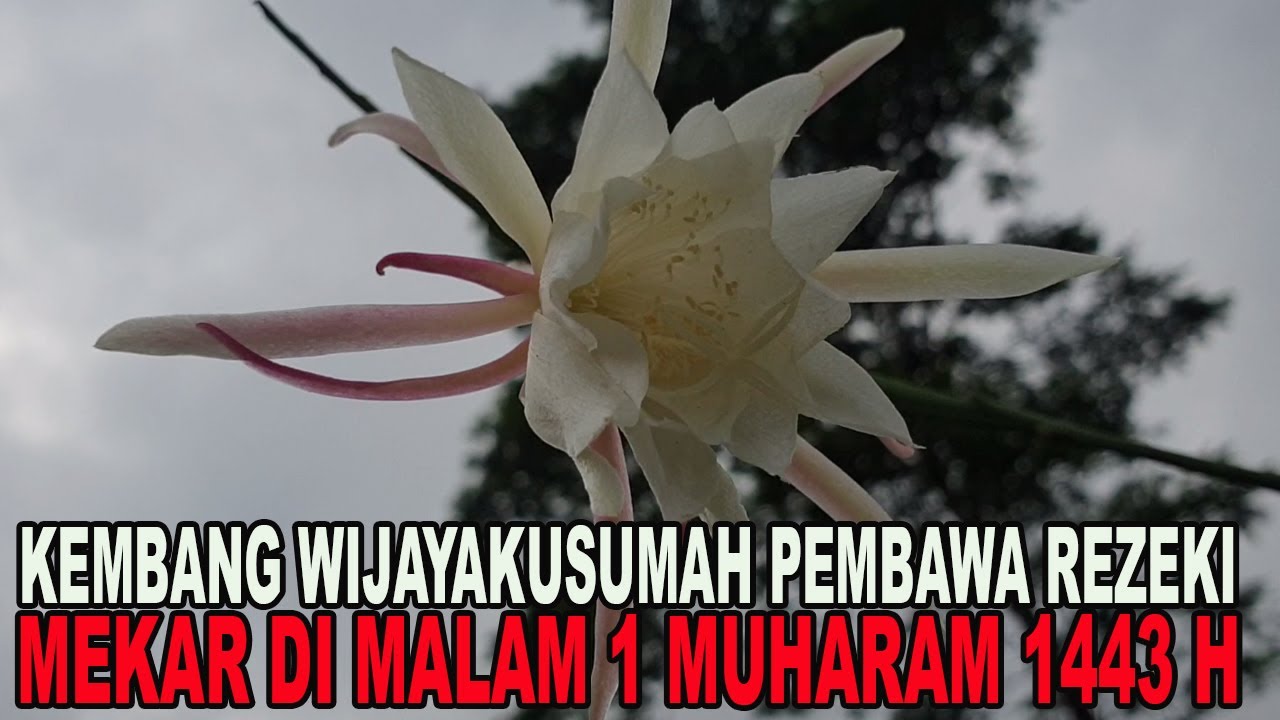 18 Cara Menanam Bunga Wijaya Kusuma Teknik Stek Daun Ilmubudidaya Com