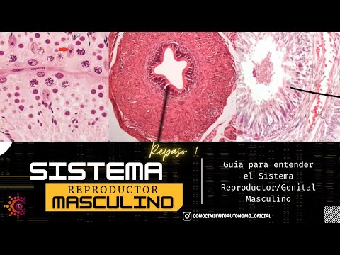 Sistema Reproductor Masculino