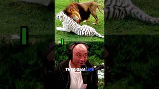 Mike Tyson Explains Why He Had A Pet Tiger Jre