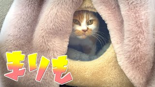 まりもが呼んでる・・ような気がする