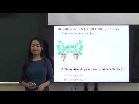 Video Sinh 11 Phát triển ở thực vật có hoa - YouTube