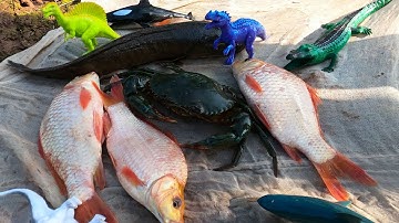 ThảoCady kéo vó được các con vật, con cua, cá heo, khủng long, cá chép vàng. part- 81