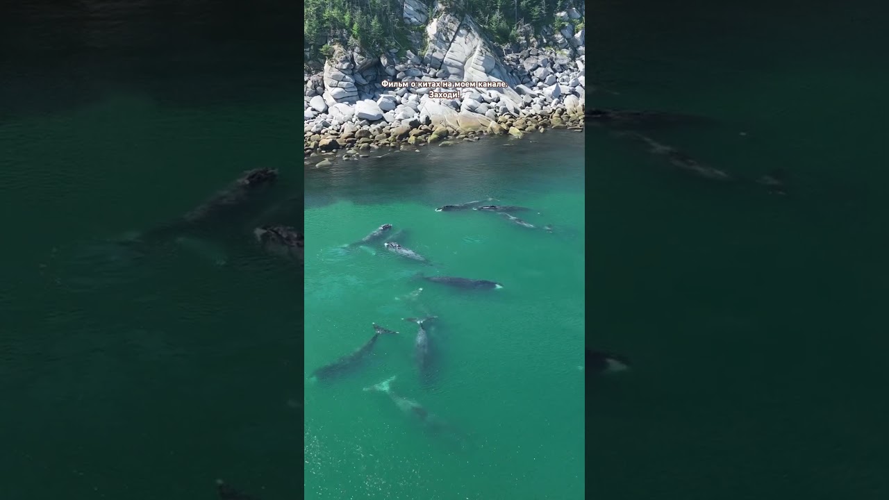 Киты возле берега бухты Врангеля 