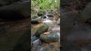 Suara Gemericik Air Dan Alam Yang Tenang Cocok Untuk Relaksasishort nature