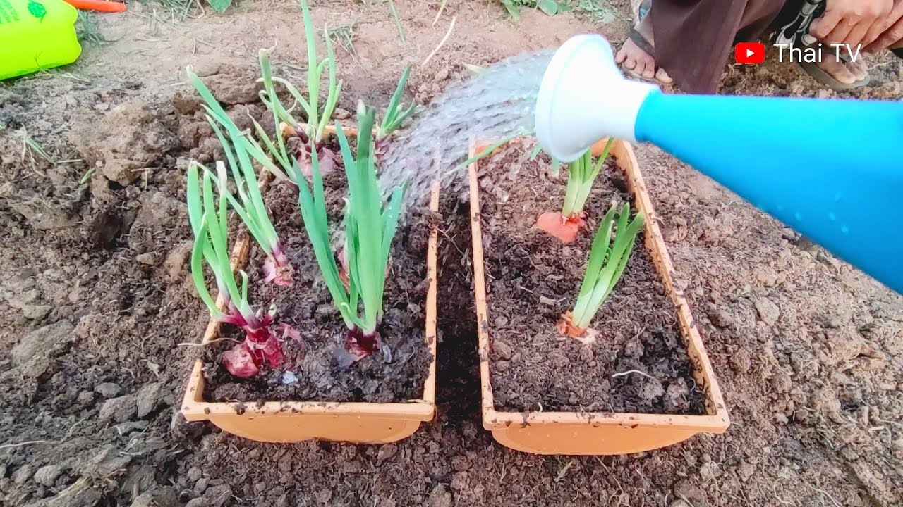 Planting onions YouTube