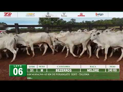 Lote 06