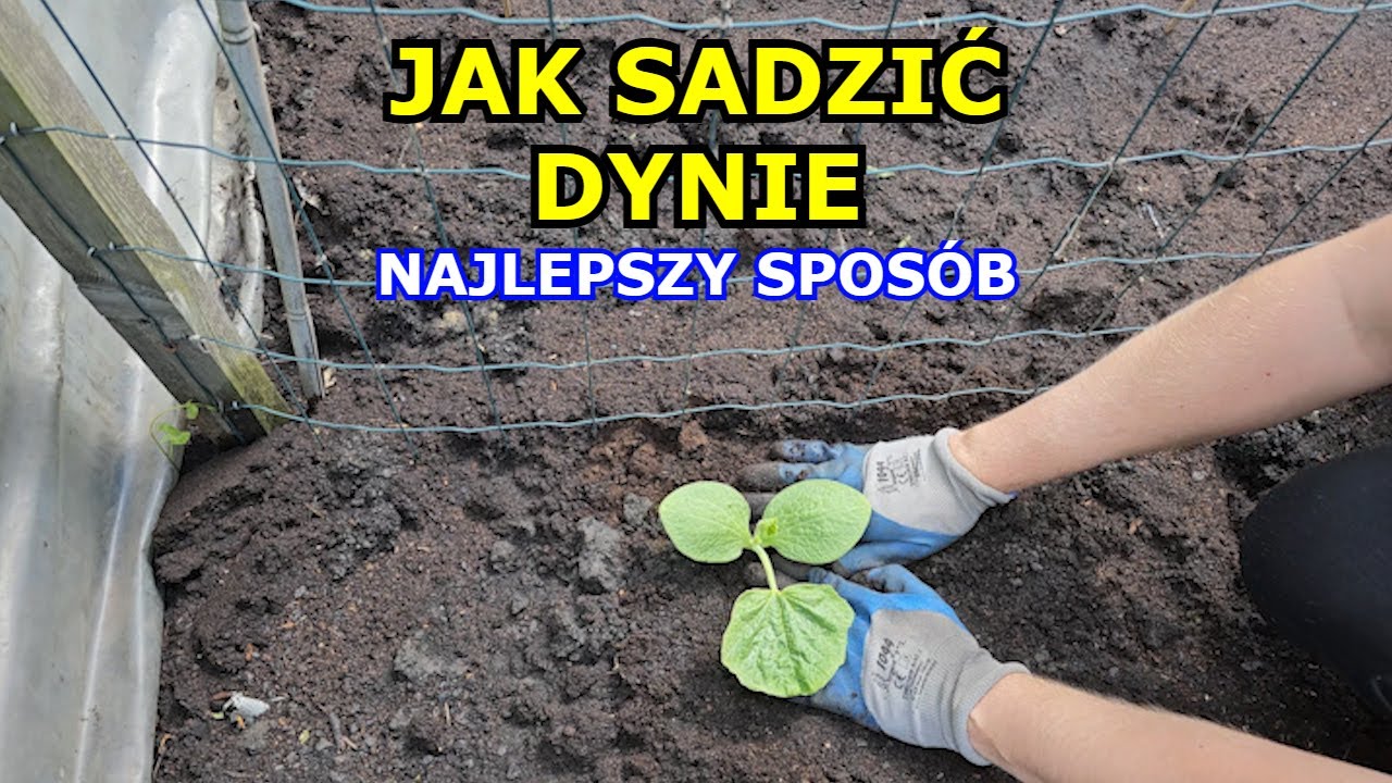 Jak sadzić Dynie Najlepszy sposób na sadzenie Dyni Uprawa Dyni