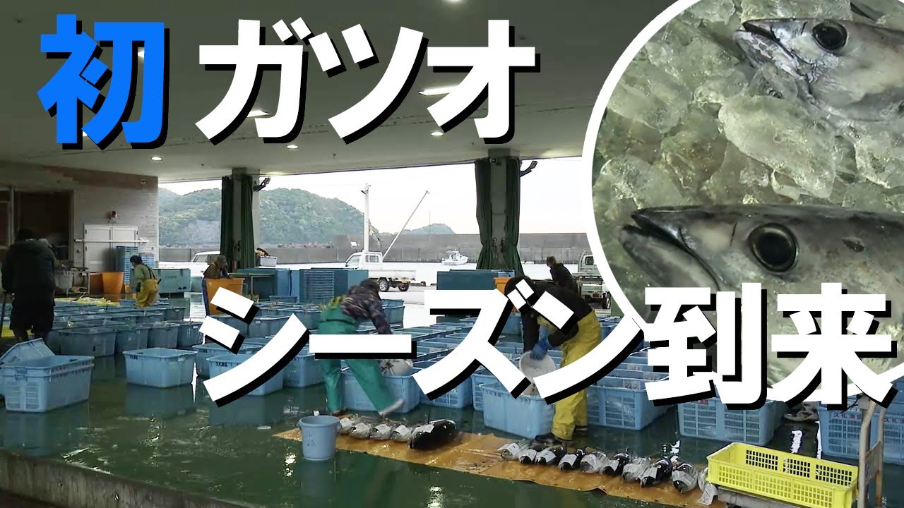初ガツオの季節到来！中土佐町で約3トンもの初ガツオが水揚げされる
