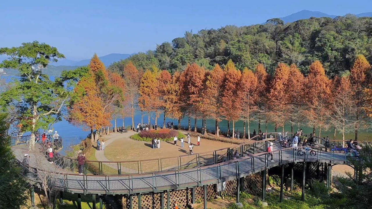 【日月潭】落羽松