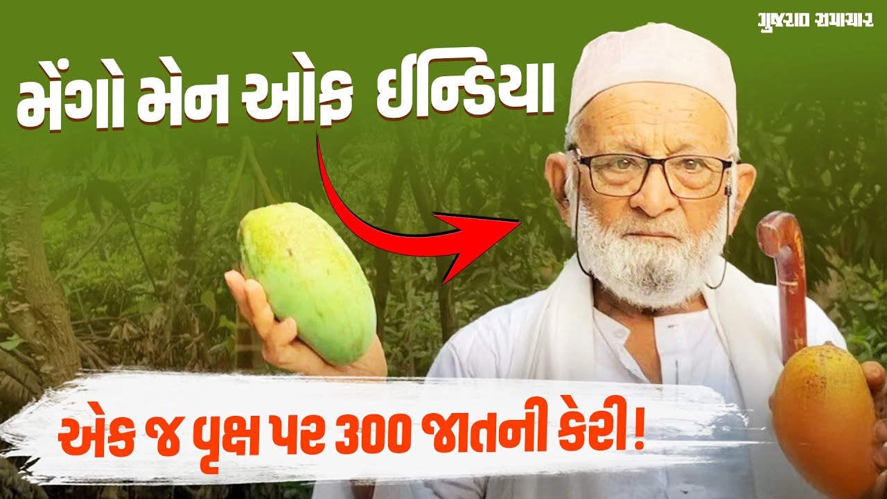ભારતના મેંગો મેન! Kaleem Ullah Khan એ એક જ વૃક્ષ પર 300 જાતની કેરી ઉગાડી! | Gujarat Samachar