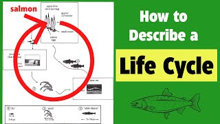 how to describe a life cycle diagram in ielts writing task 1