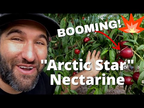 וִידֵאוֹ: Nectarine 'Arctic Rose' – How To Grow An Arctic Rose White Nectarine Tree