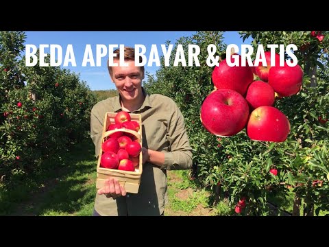 petik-apel-di-kebun-apel-|-perbedaan-apel-gratis-&-bayar