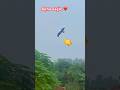 Shikandar #song #dostana #youtubeshorts #birds #shortvideos #dosti #hindisong #viralshort video