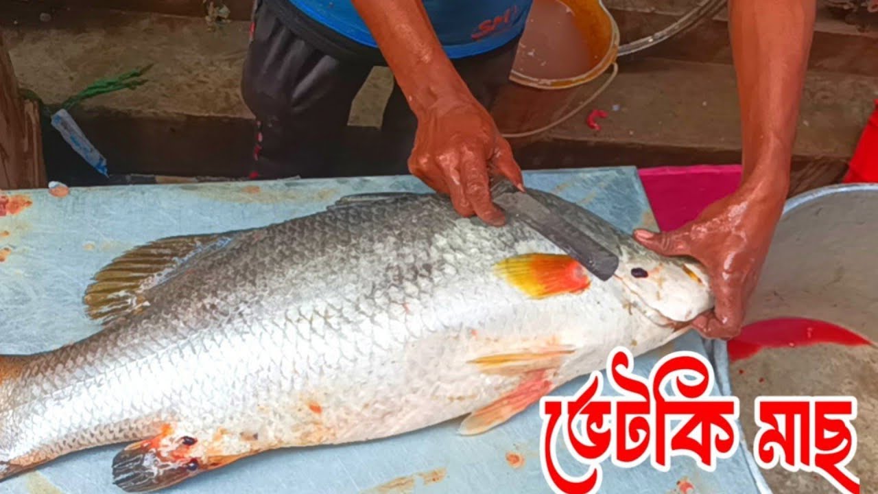 বিশাল বড় ভেটকি মাছ কাটা হচ্ছে || BIG SIZE VETKI FISH CUTTING