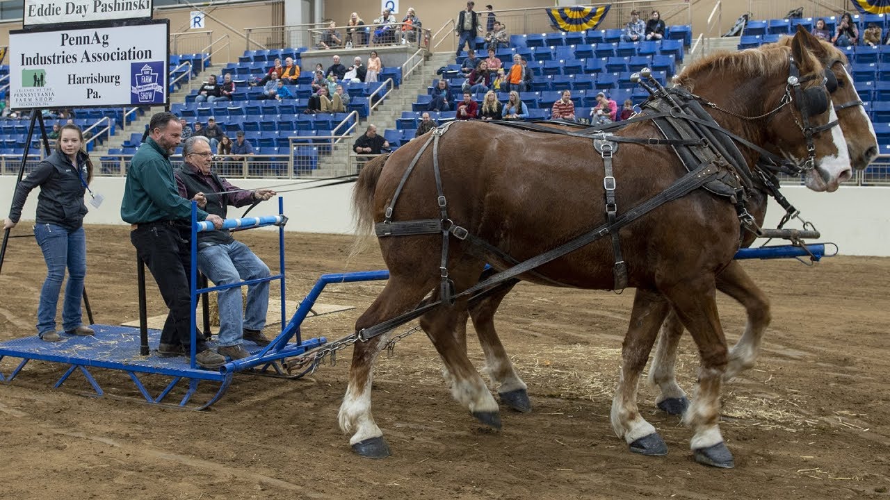 Pashinski Participates in Draft Horse Driving at the Farm Show YouTube