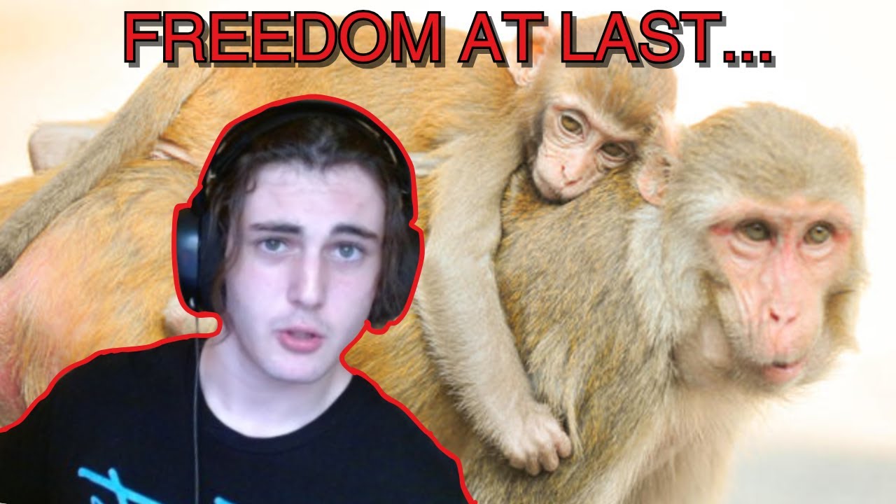 Huge Monkey Prison Break