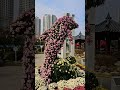 익산 천만송이 국화축제
