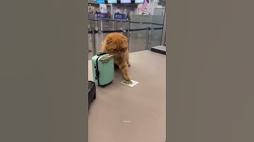 Sir, anything to declare?” — “Catnip.