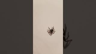 Japan Spider In My Bathroom Stall