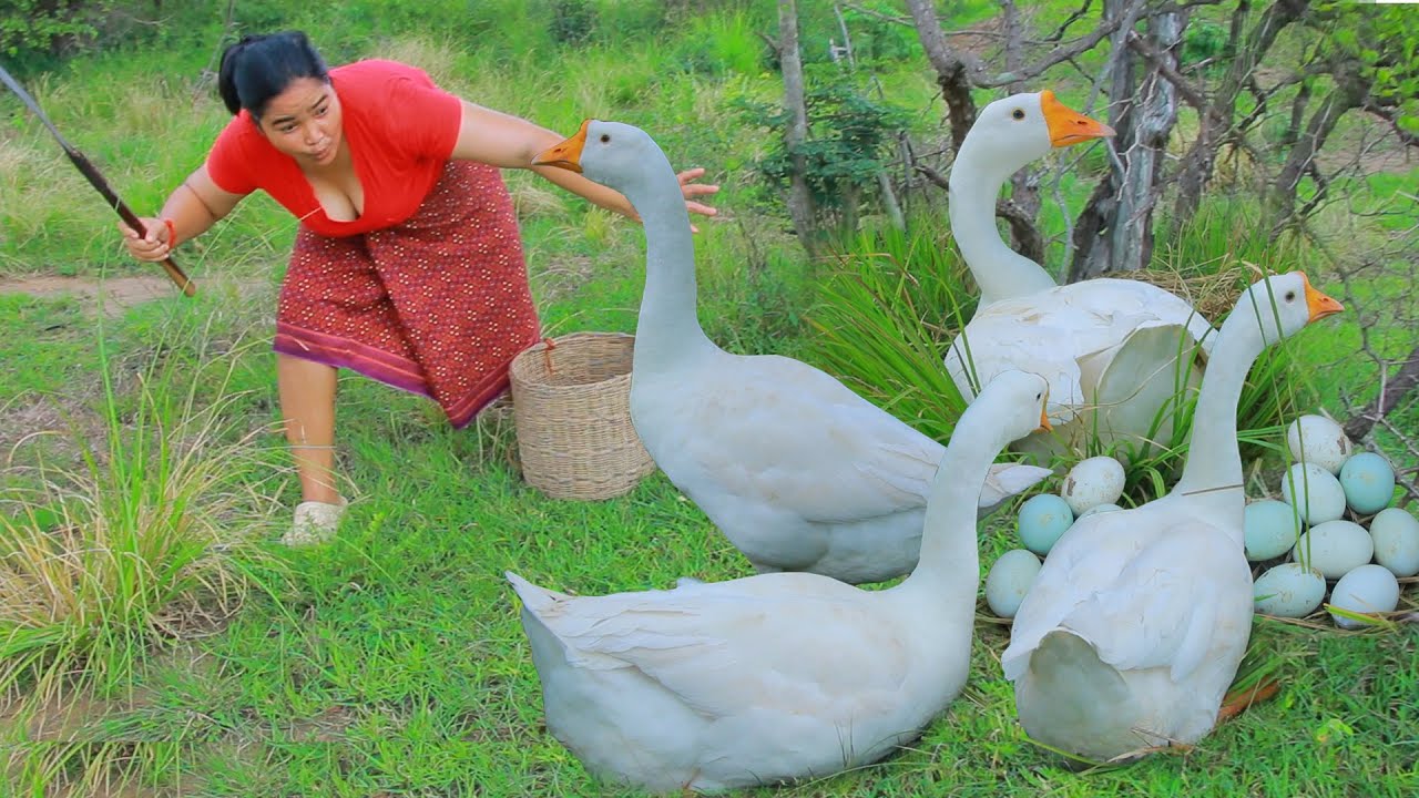 Women with Monkey - Catch Goose egg in forest - Fried Goose for  Eating delicious