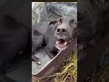 “Abandoned in a bush, but still wagging its tail with love and hope 🥺🐾❤️