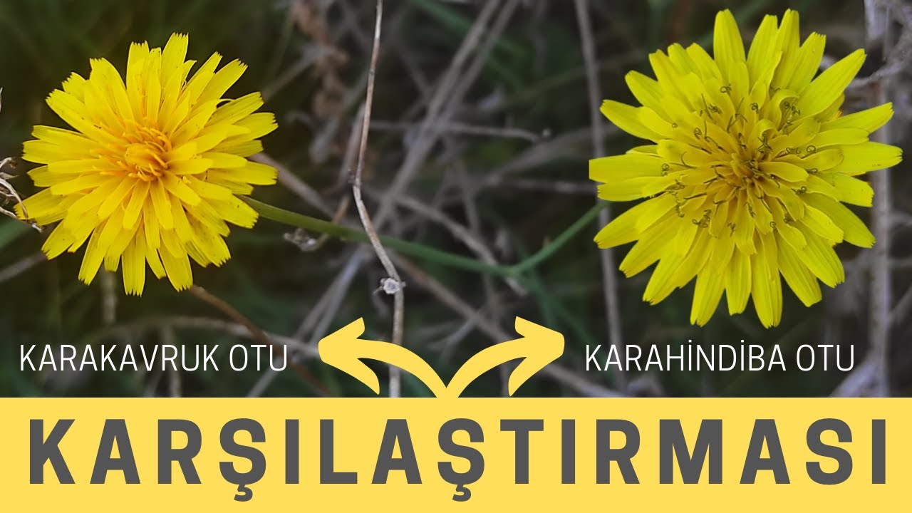 KARAKAVRUK OTU İLE KARAHİNDİBA OTU / Karşılaştırma / Yenen Yabani Otlar