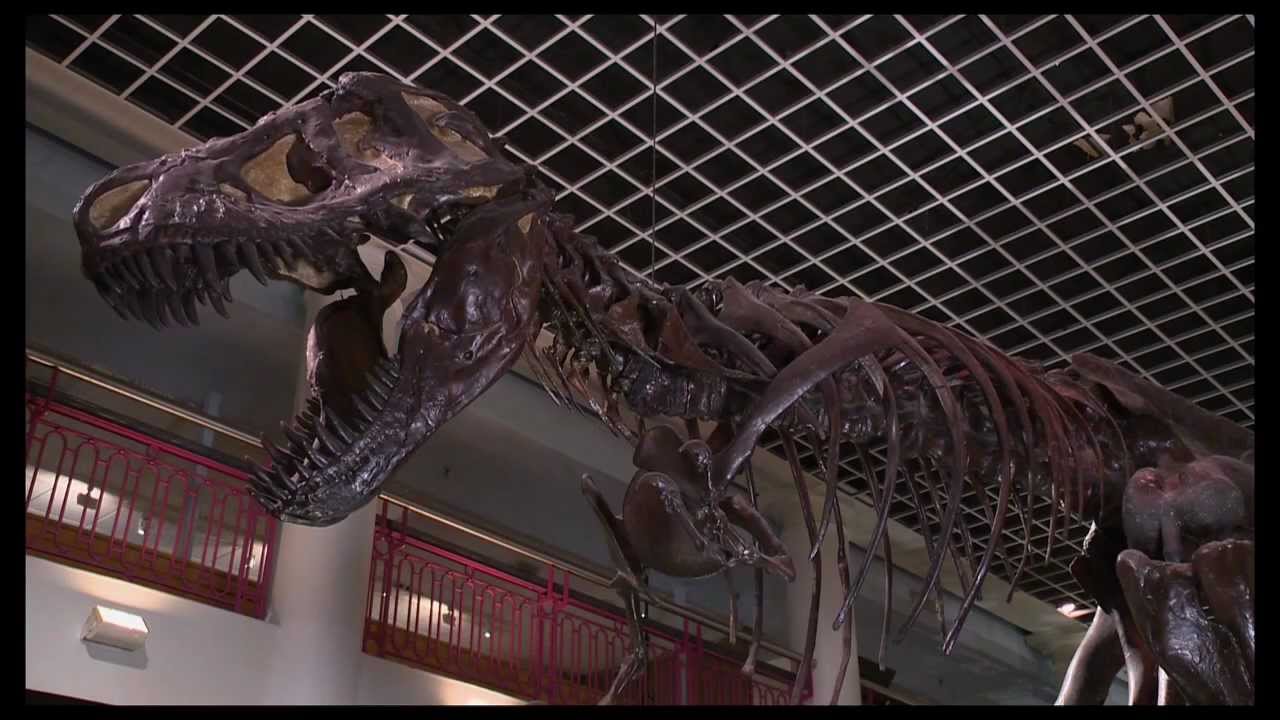 co-op meaning DNews at the Academy of Natural Sciences of Drexel University (HD Version)