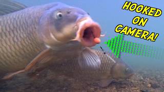 Underwater Bite!