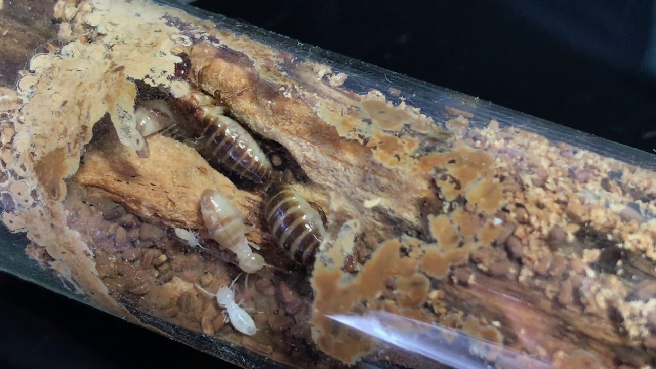 Zootermopsis nevadensis young incipient colony [May/10/2019]