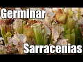 Como germinar semillas de SARRACENIAS || plantas carnívoras || México Verde