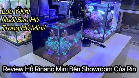 Review Hồ Rinano Mini Đang Chơi Tại Showroom Rin Aquarium | Các Lưu Ý Khi Lựa Hồ Mini Để Nuôi San Hô
