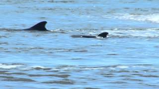 Pilot whales beaching themselves in Naples Florida.